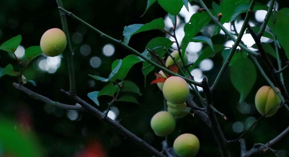 【水里農會】紫蘇梅-500g-包 (2包組)