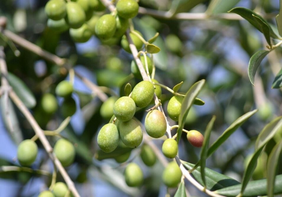 【水里農會】任-甘草橄欖-280g-罐 (1罐組)