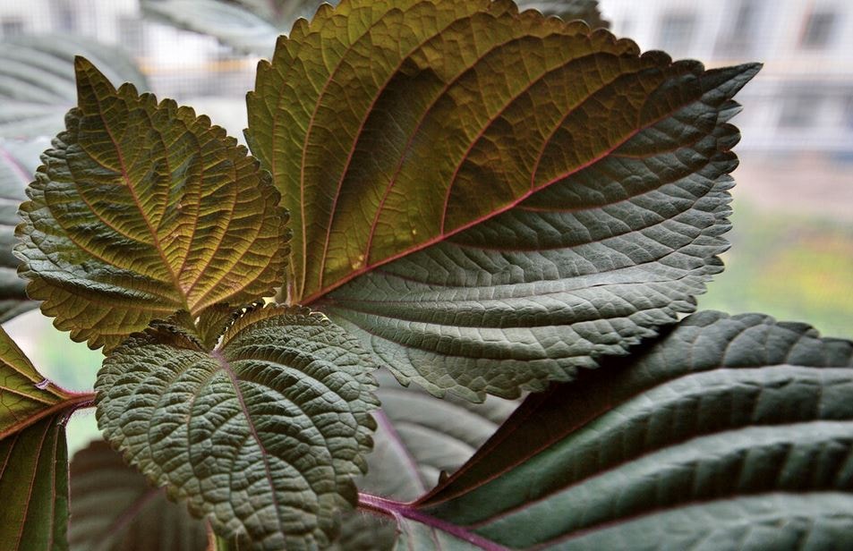 【水里農會】紫蘇梅-500g-包 (2包組)