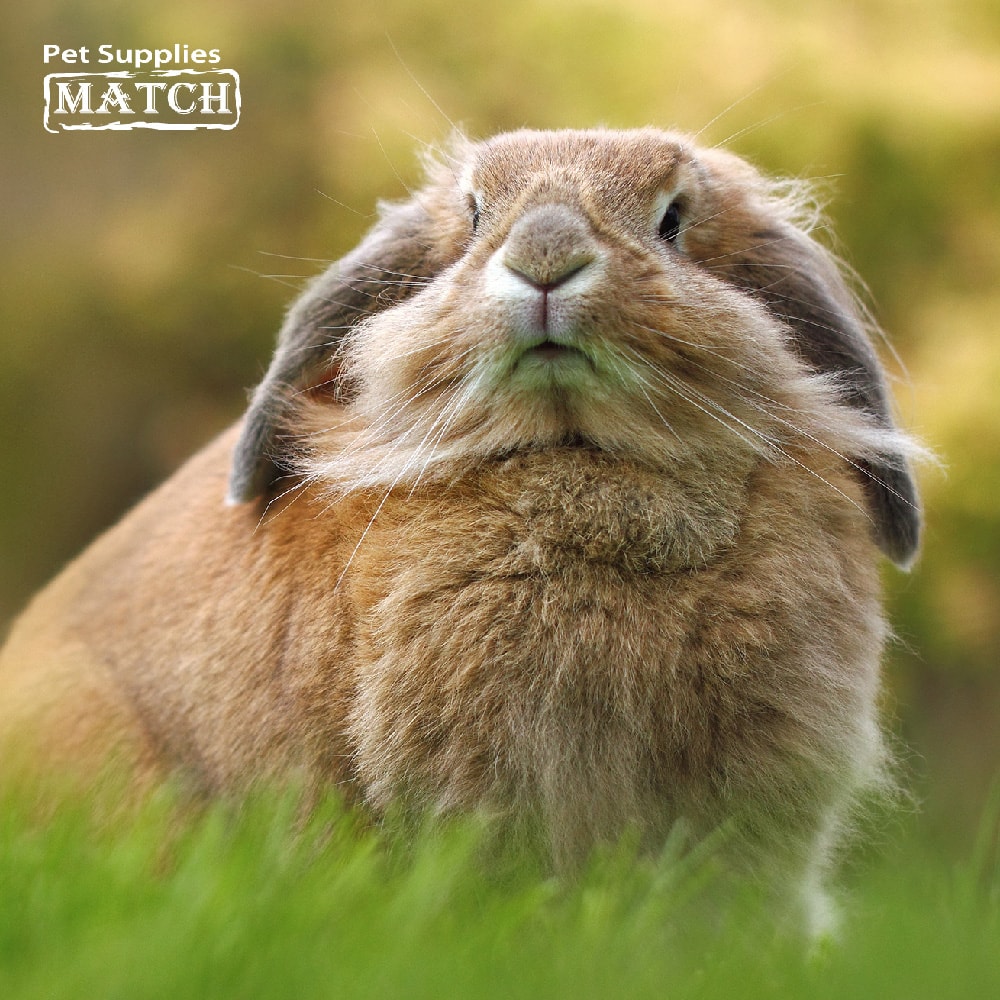 【MATCH】三角兔便盆 粉色/藍色 單入 寵物鼠 小白兔 迷你兔 廁所 可裝紙砂 貓砂