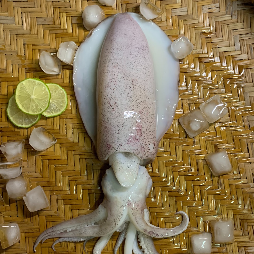 【五朝港水產】特選鮮美軟絲 (400-500克/隻) 3入優惠組