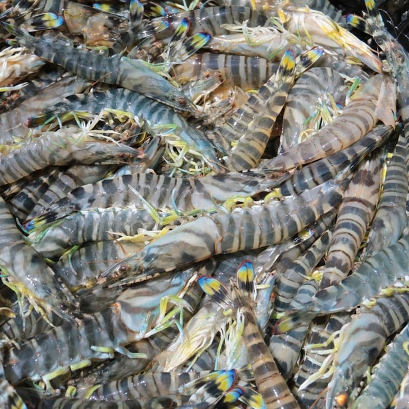 【一夫水產】斑彩車海老/斑節蝦仁-4入組(100g/12-15顆/包)