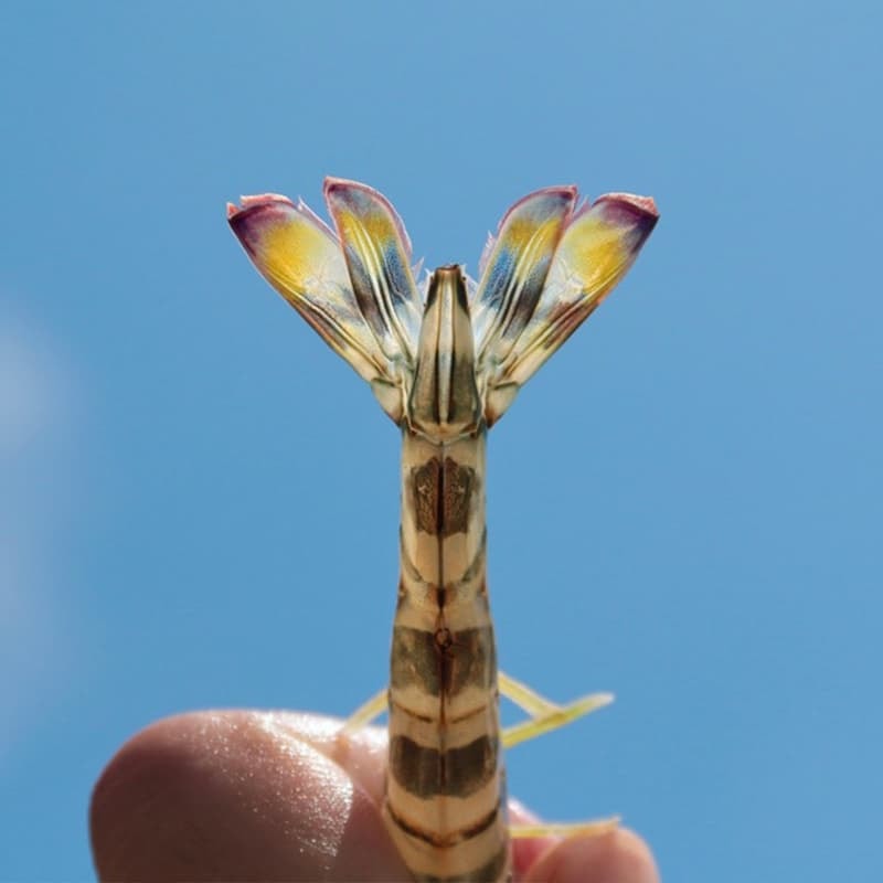 【一夫水產】斑彩車海老/斑節蝦仁-4入組(100g/12-15顆/包)