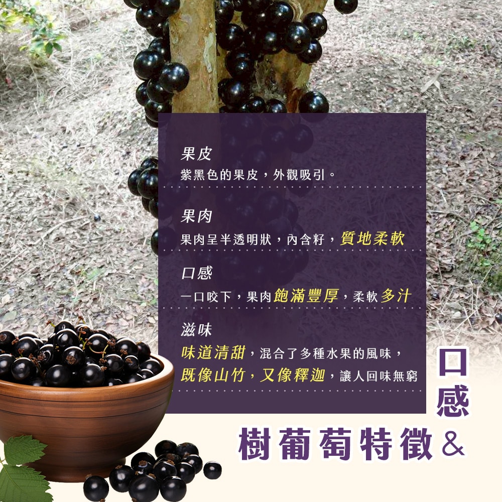 【雪莉朵辣嚴選】台中東勢樹葡萄3斤±10% x4箱 七個工作天內安排出貨