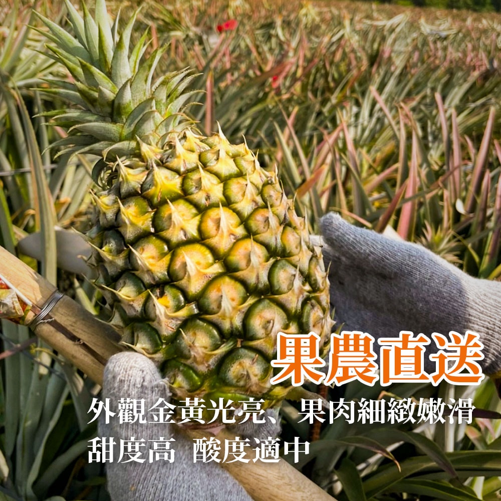【沁甜果園】屏東金鑽鳳梨5台斤禮盒(2顆/盒)，共1盒-外銷等級-下單後5個工作天出貨