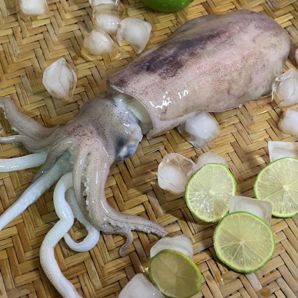 【五朝港水產】特選鮮美軟絲 (400-500克/隻) 3入優惠組