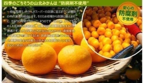 【帕查嬤嬤】🇯🇵日本 高知縣 蜜柑之王 山北 溫州溫室蜜柑 2.5kg🍊|日本水果禮盒