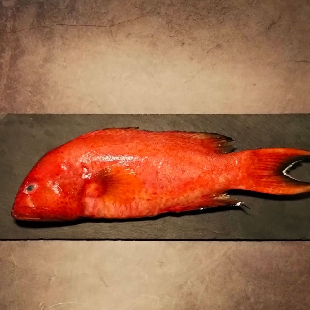 【五朝港水產】野生紅條海石斑 (400-500克/隻) 7隻豪華享受組合