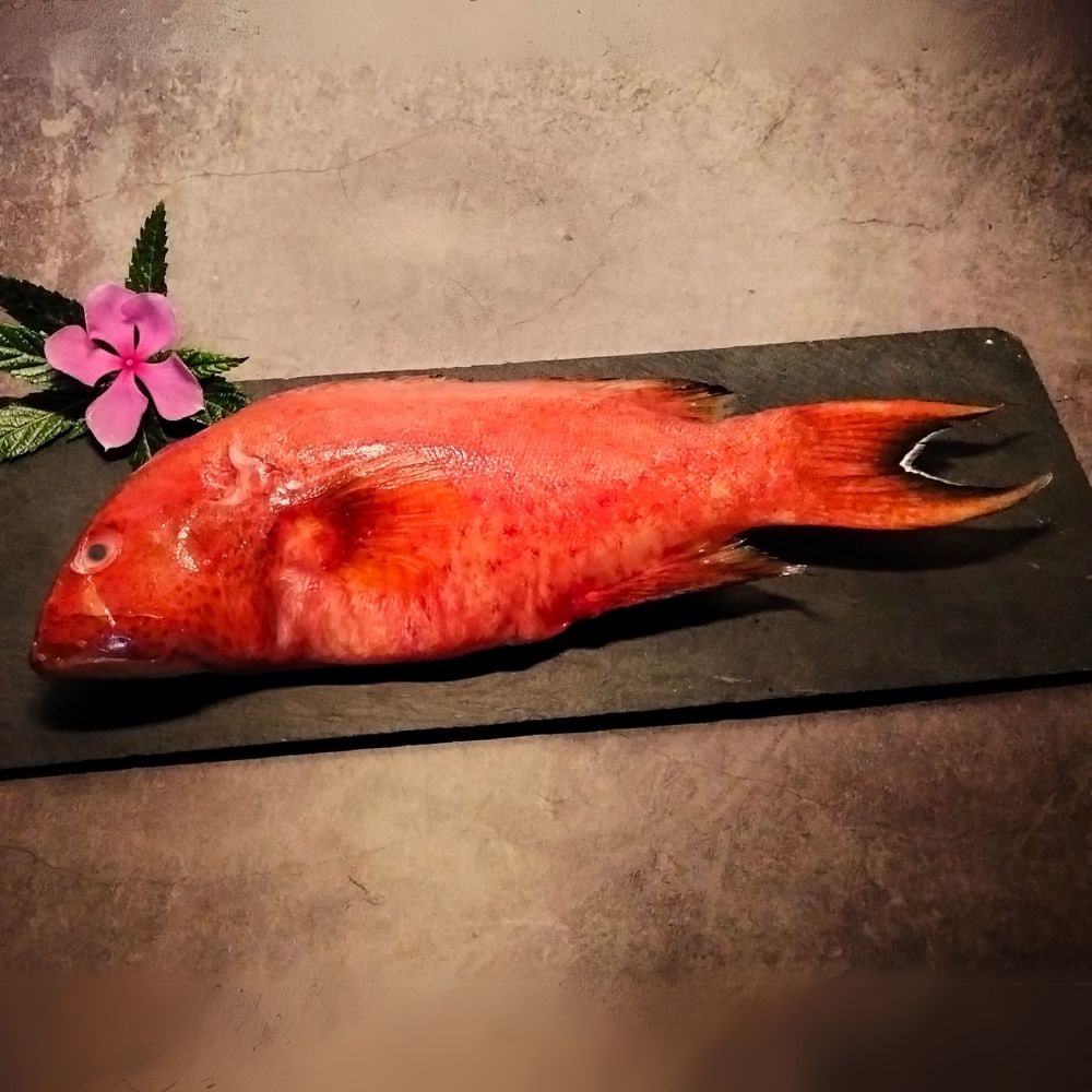 【五朝港水產】野生紅條海石斑 (400-500克/隻) 7隻豪華享受組合