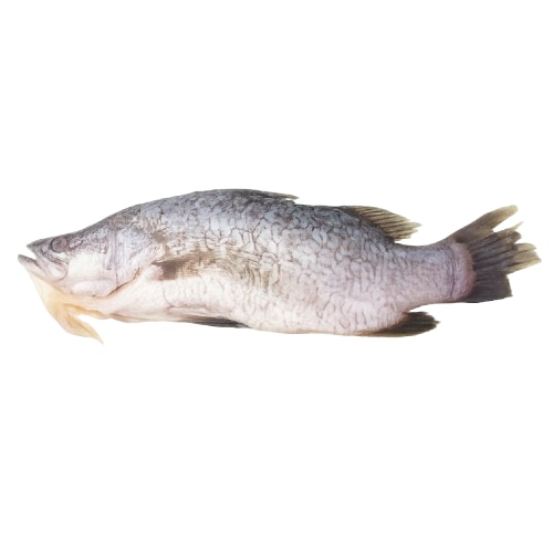 【華得水產】整尾鱸魚400-480g/尾■