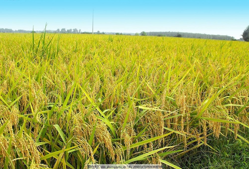 【關山農會】脫氧包胚芽米-2kg-包 (2包組)