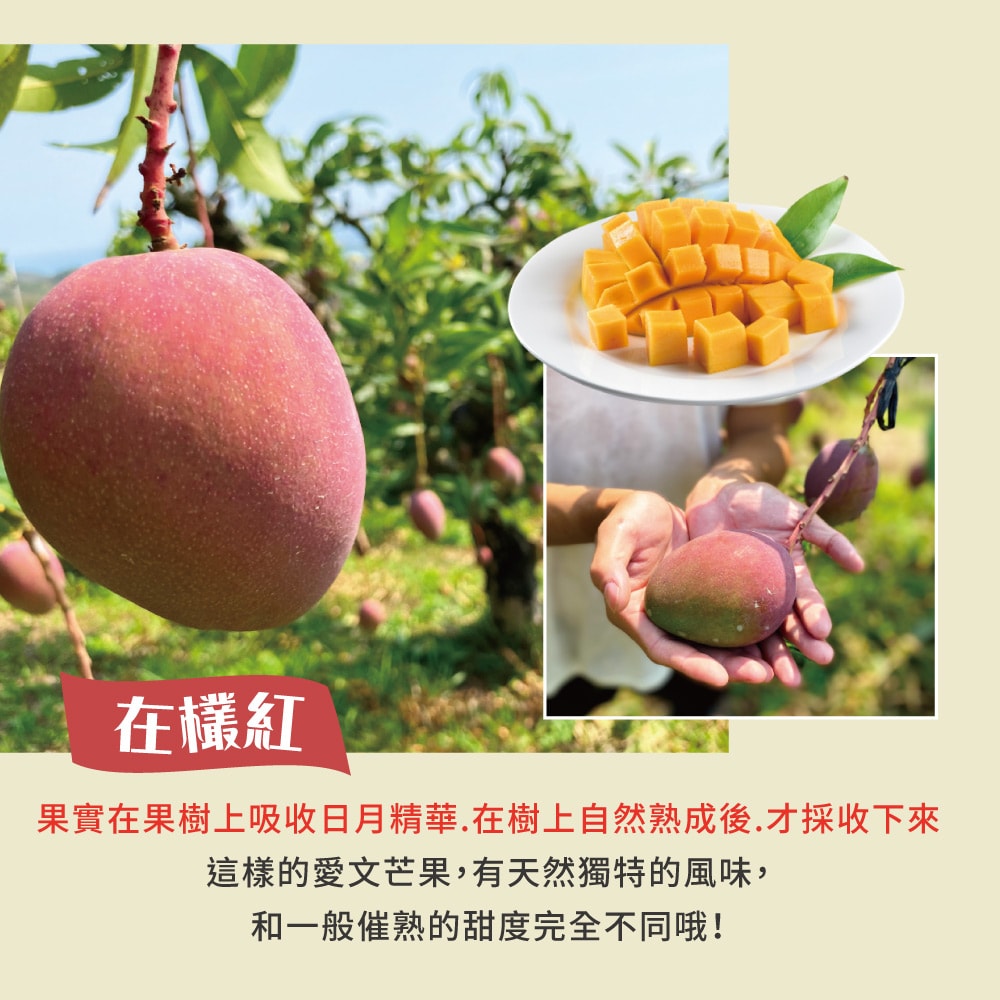 【初品果】屏東枋山愛文芒果禮盒4斤5-7顆x2盒(預購預計5/1-5/7開始陸續出貨)