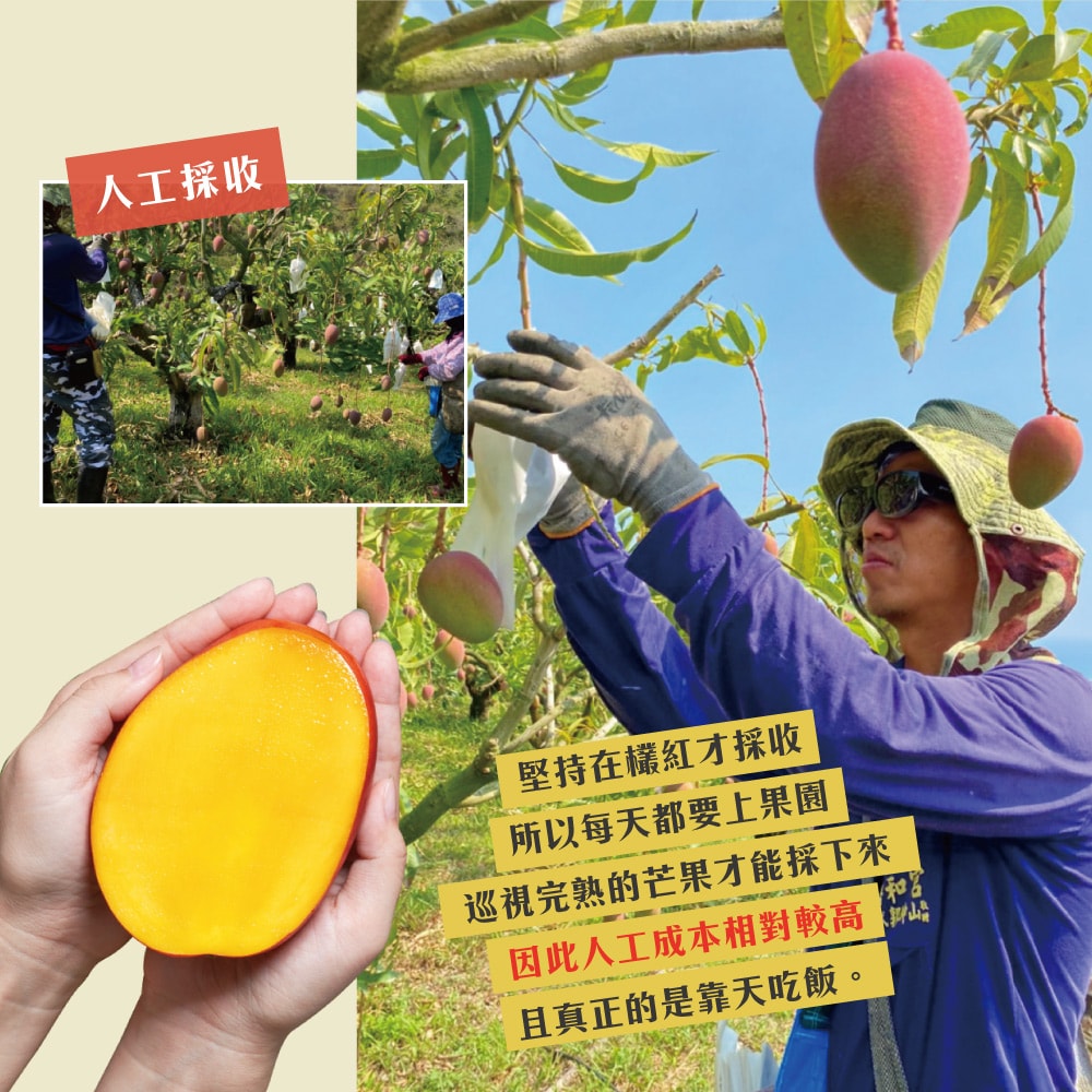 【初品果】屏東枋山愛文芒果禮盒4斤5-7顆x2盒(預購預計5/1-5/7開始陸續出貨)