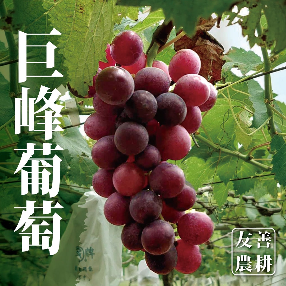 【十翼饌】陽光巨峰葡萄5台斤x1箱(5-6袋/箱/黑貓低溫出貨)(8/8前出貨)
