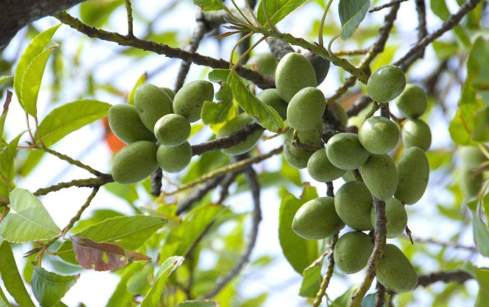 【國姓鄉農會】任-古早味橄欖-260g-包 (1包組)