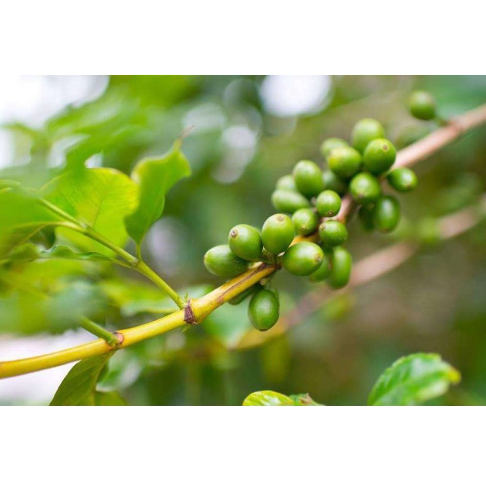 【古坑農會】任-加比山三合一(微甜)即溶咖啡-17g-18入-盒 (1盒組)