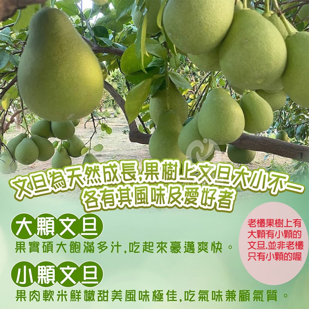 【初品果】台南麻豆老欉文旦禮盒10斤7-9顆x1箱_8/15開始陸續出貨