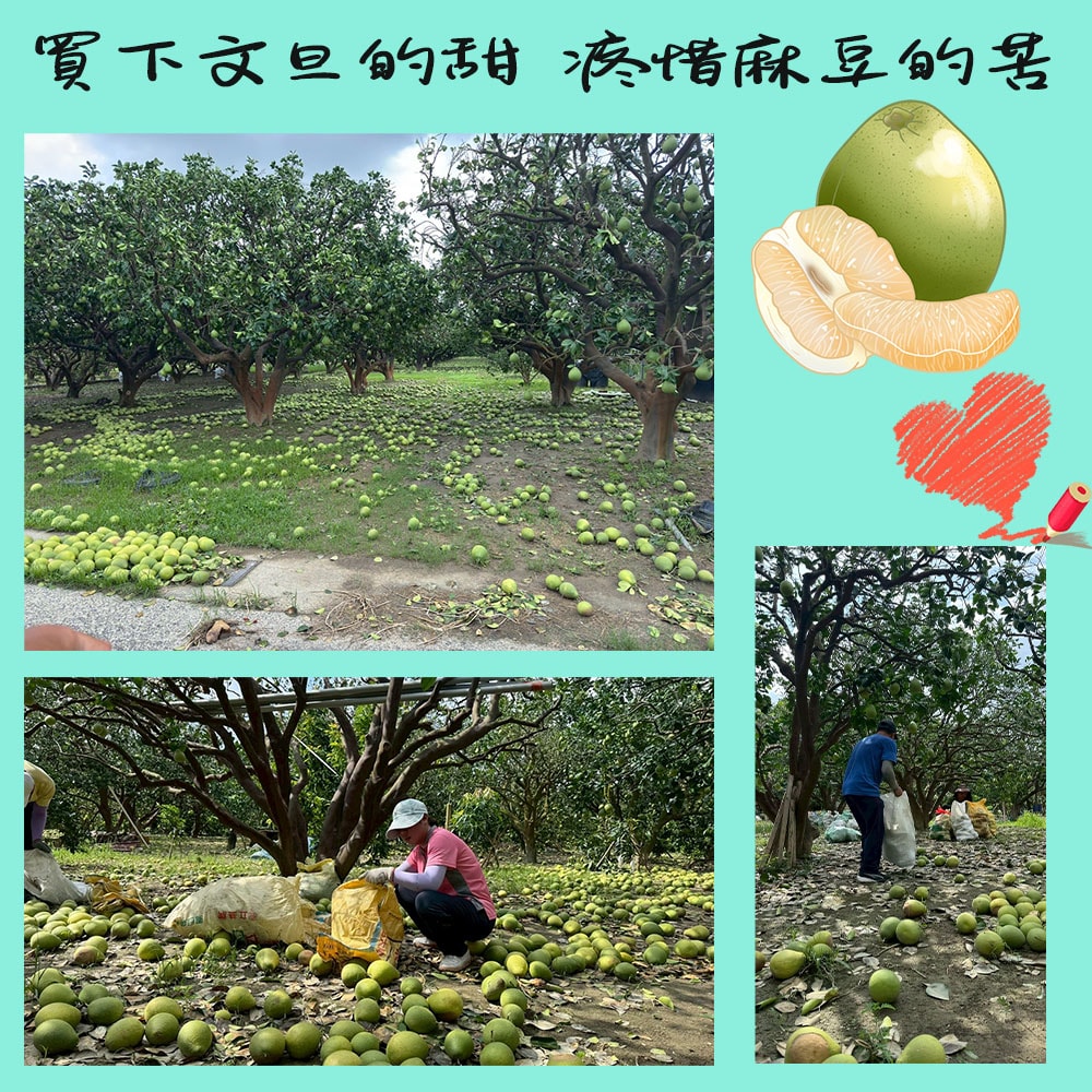 【初品果】台南麻豆老欉文旦禮盒10斤7-9顆x1箱_8/15開始陸續出貨