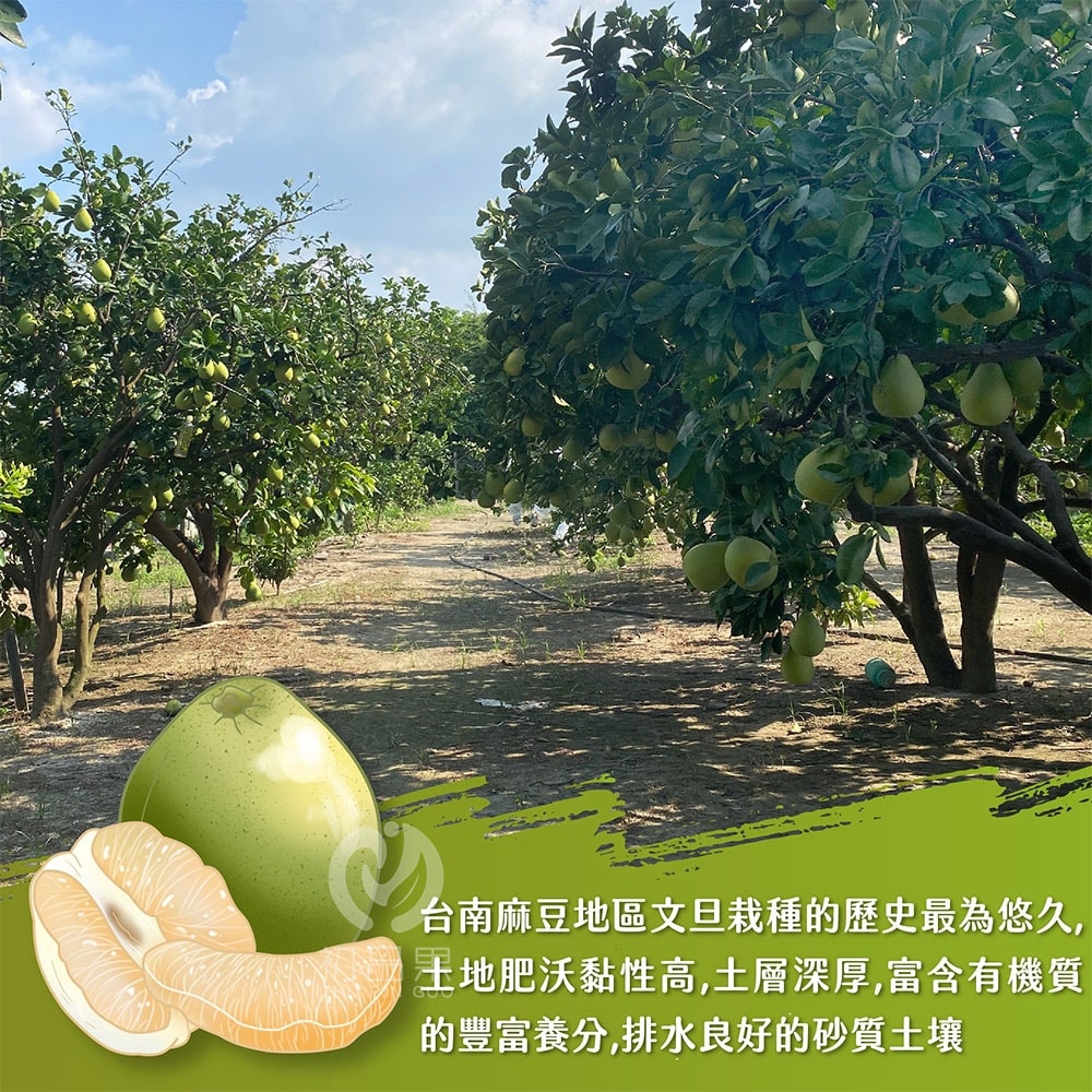【初品果】台南麻豆老欉文旦禮盒10斤7-9顆x1箱_8/15開始陸續出貨