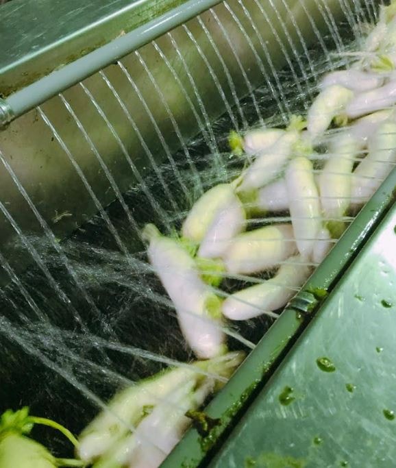 【美濃農會】任-白玉蘿蔔-老蘿蔔乾-200g-包 (1包)