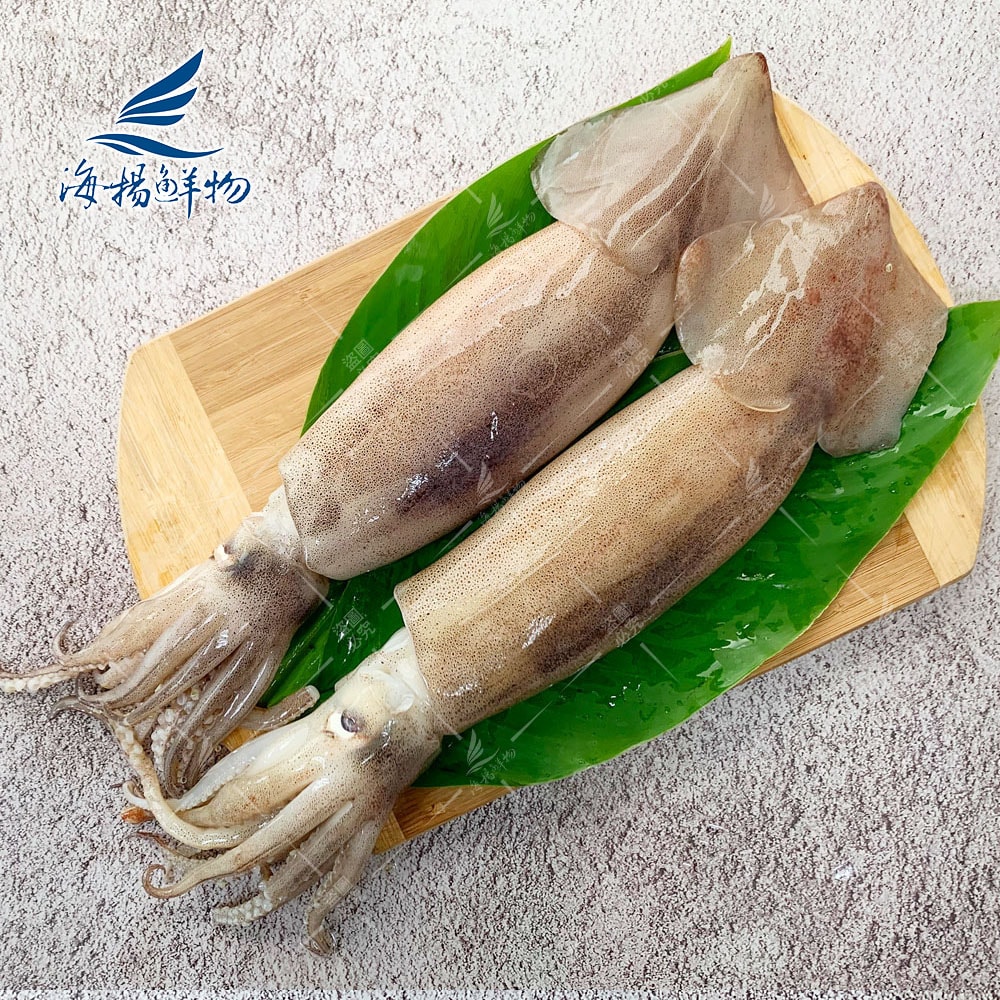 【海揚鮮物】阿根廷大魷魚2入組(350g/隻)