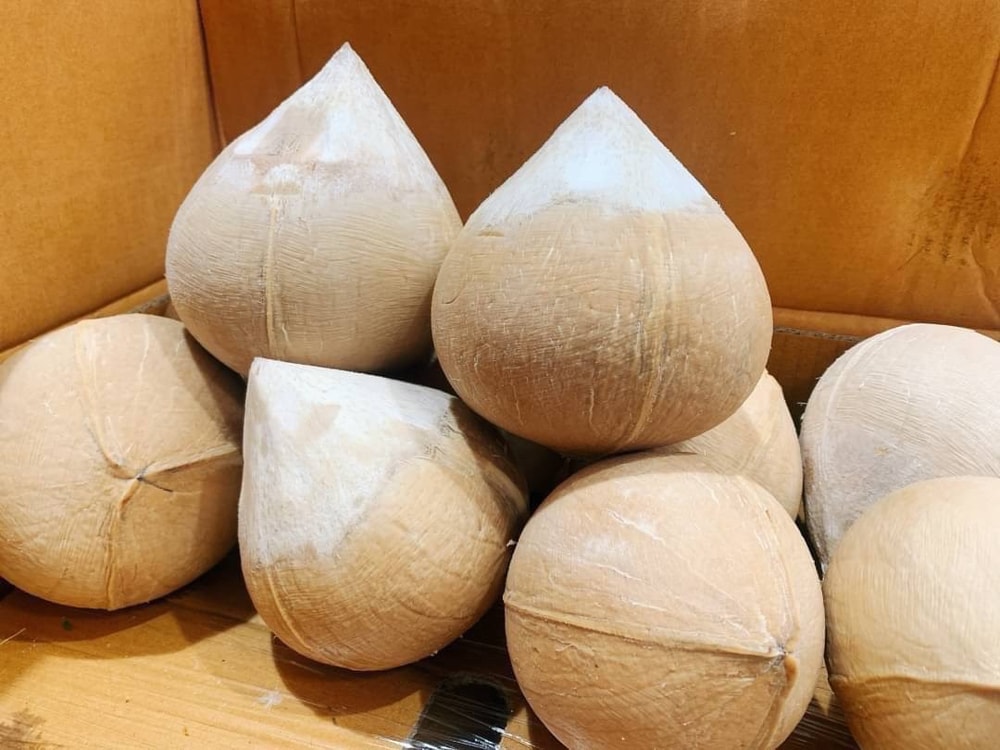 【帕查嬤嬤】🇻🇳越南 芋香 香水椰子 2+2顆🥥｜東南亞進口水果