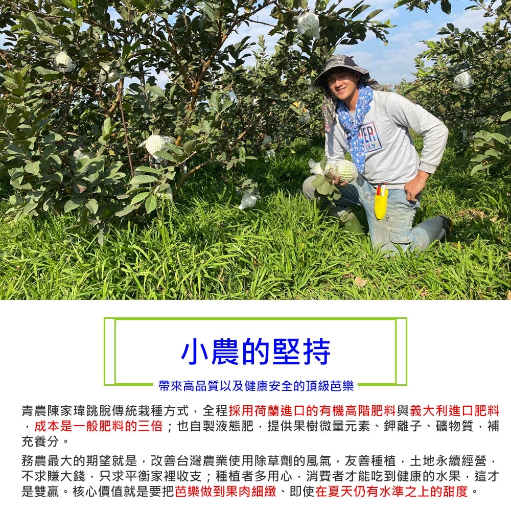 【綠創頂級芭樂】(預購)100%友善耕種 高雄大樹產地直送-珍珠芭樂10台斤(約12-16顆)(下訂後8個工作天內出貨)_冷藏宅配