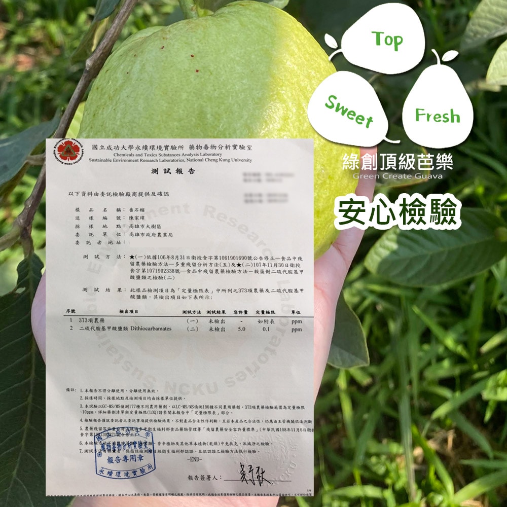 【綠創頂級芭樂】(預購)100%友善耕種 高雄大樹產地直送-珍珠芭樂5台斤(約6-8顆)(下訂後8個工作天內出貨)_冷藏宅配