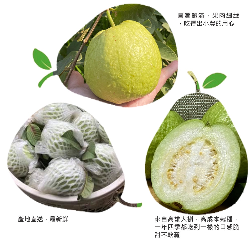 【綠創頂級芭樂】(預購)100%友善耕種 高雄大樹產地直送-珍珠芭樂10台斤(約12-16顆)(下訂後8個工作天內出貨)_冷藏宅配