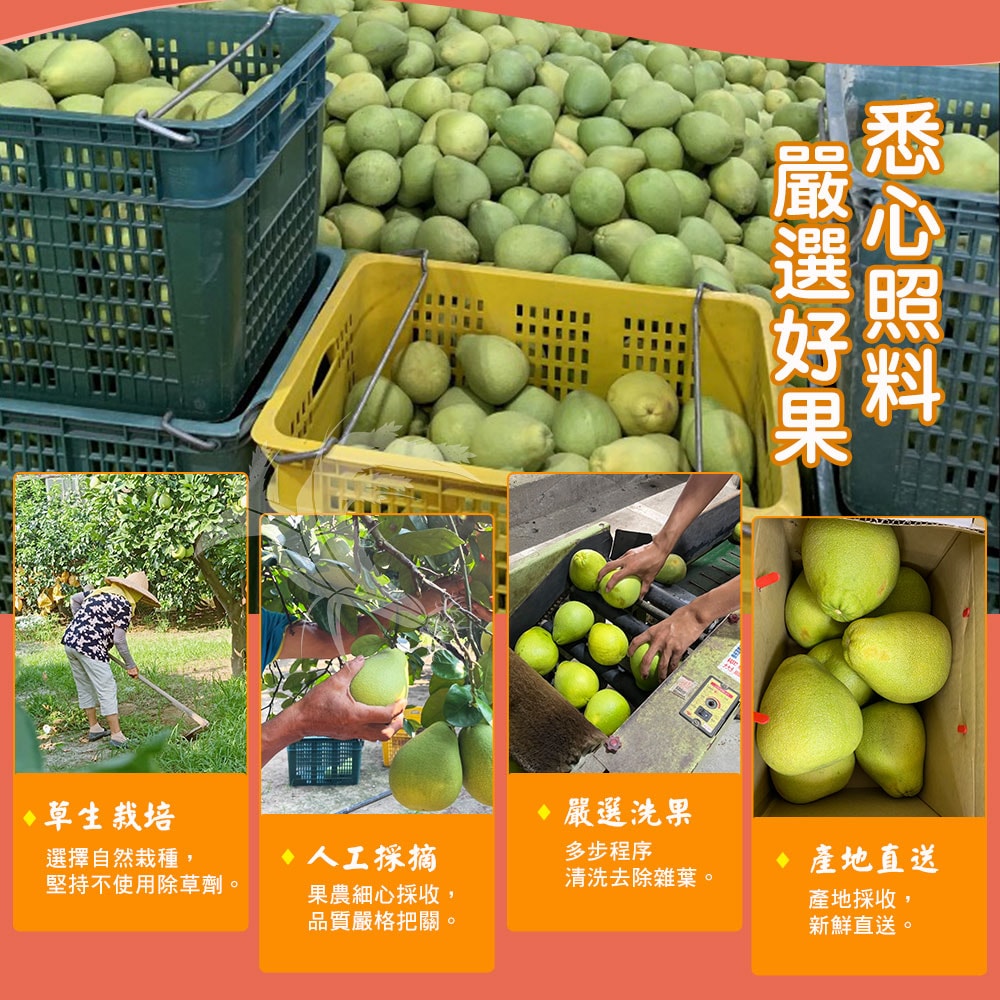 【禾鴻】台南麻豆40年老欉文旦紅柚禮盒4斤x4盒(2-4顆/盒_SGS+產銷履歷)