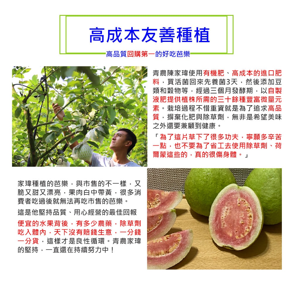 【綠創頂級芭樂】(預購)100%友善耕種 高雄大樹產地直送-紅心芭樂10台斤(約12-16顆)(下訂後8個工作天內出貨)_冷藏宅配