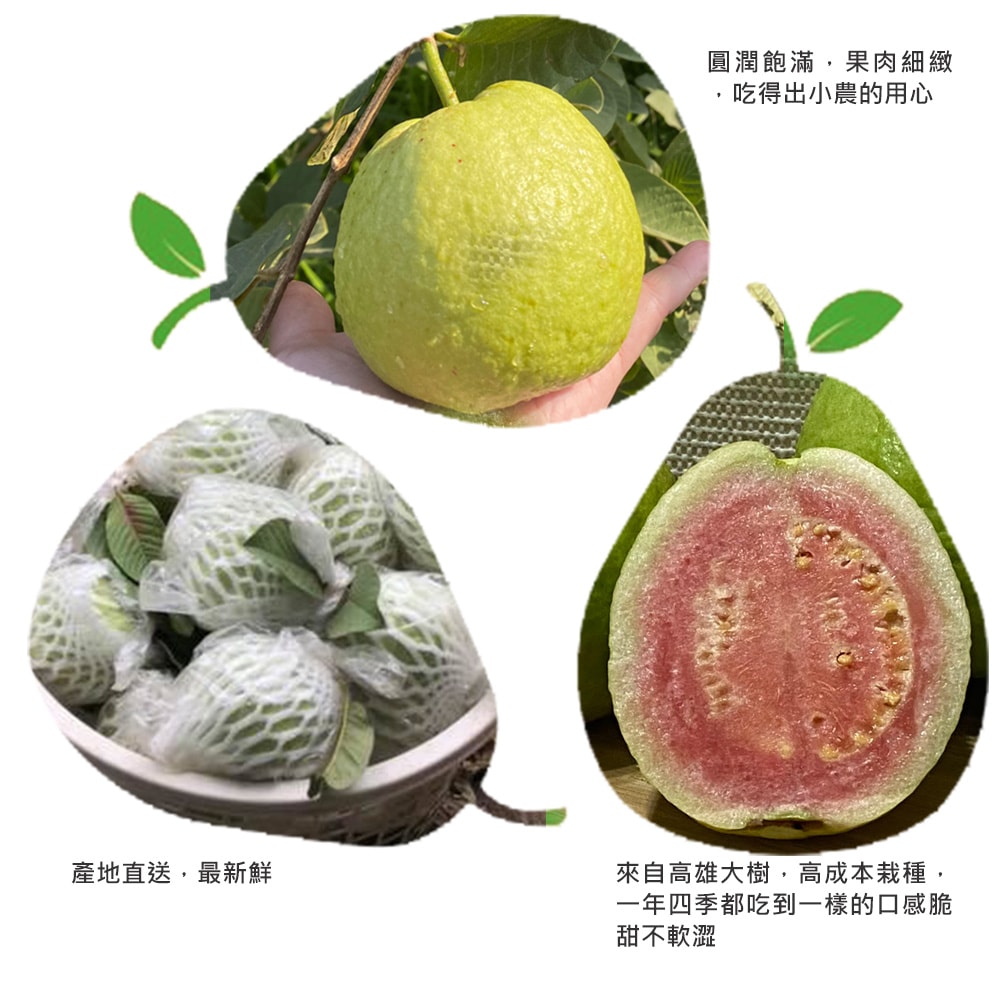 【綠創頂級芭樂】(預購)100%友善耕種 高雄大樹產地直送-紅心芭樂10台斤(約12-16顆)(下訂後8個工作天內出貨)_冷藏宅配