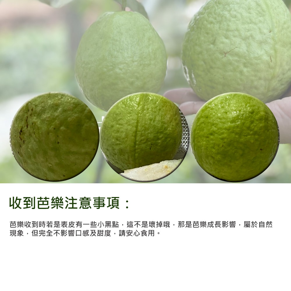 【綠創頂級芭樂】(預購)100%友善耕種 高雄大樹產地直送-珍珠芭樂5台斤(約6-8顆)(下訂後8個工作天內出貨)_冷藏宅配
