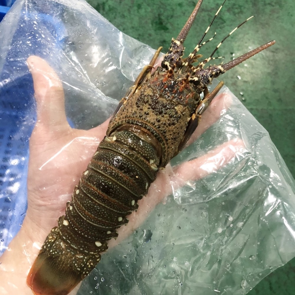 【華得水產】野生頂級龍蝦8隻組(200-250G/隻)