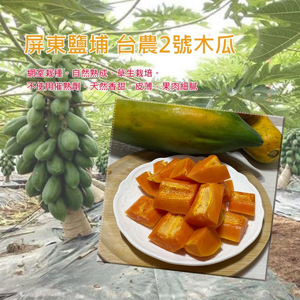 【草地囝仔阿昌】(預購)屏東鹽埔台農2號木瓜10斤x1箱(約8-12顆/箱_產地直送_友善耕種)(下訂後7個工作天內出貨)