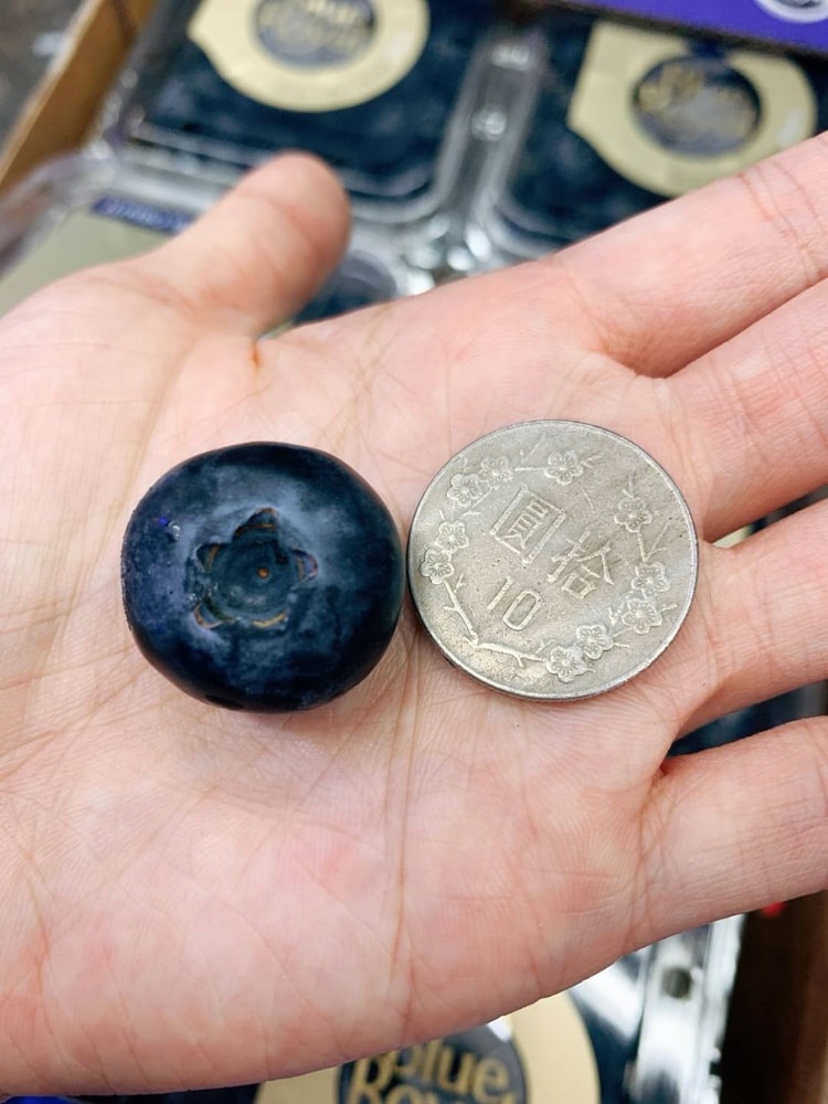 【帕查嬤嬤】🇳🇿紐西蘭 空運 超大果實 高甜度 藍莓 3盒入🫐|紐西蘭藍莓