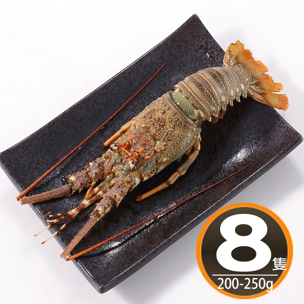 【華得水產】野生頂級龍蝦8隻組(200-250G/隻)