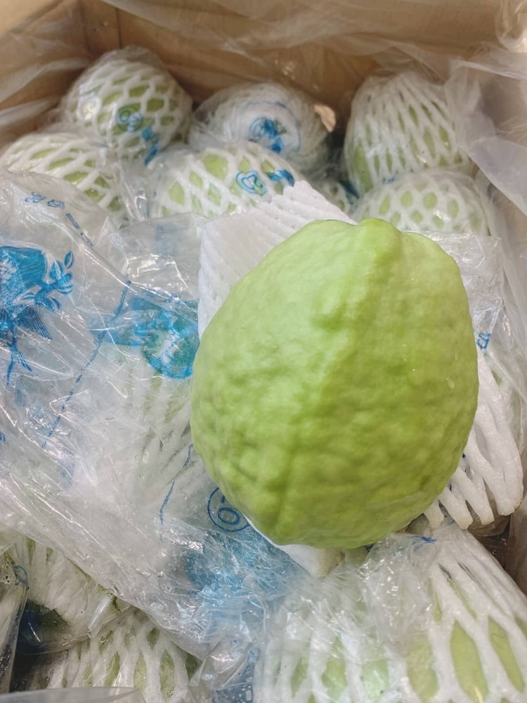 【帕查嬤嬤】🇹🇼古坑 芭樂界的王者 帝王芭樂👍｜台灣帝王芭樂