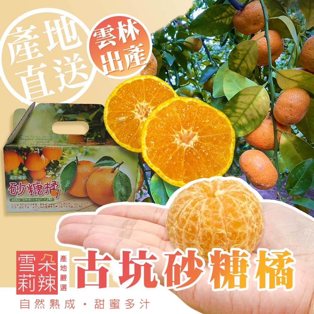 【雪莉朵辣嚴選】古坑砂糖橘 5斤箱(約25-35粒) x1箱