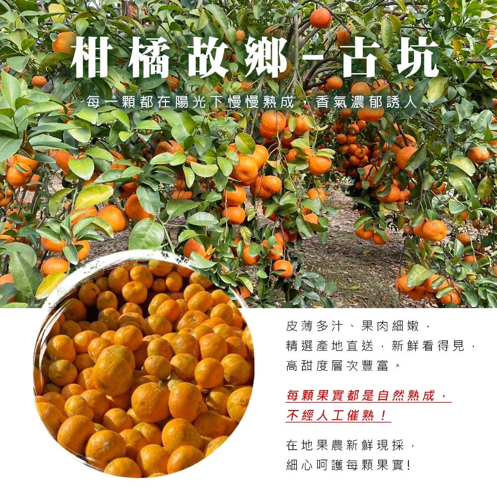 【雪莉朵辣嚴選】古坑砂糖橘 5斤箱(約25-35粒) x1箱