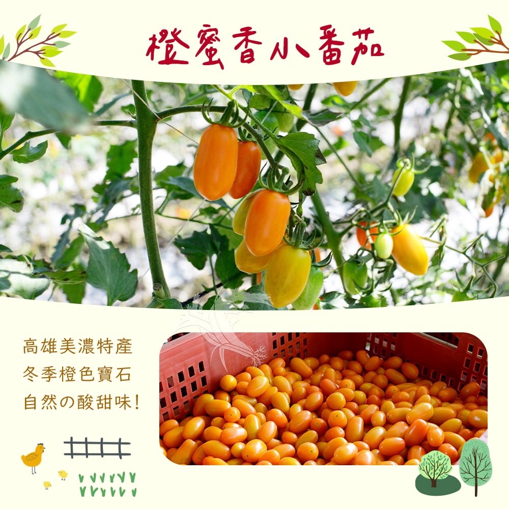 【禾鴻】橙蜜香小番茄禮盒5斤x1盒(不帶蒂頭出貨)