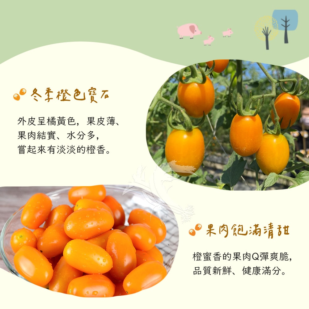 【禾鴻】橙蜜香小番茄禮盒5斤x1盒(不帶蒂頭出貨)