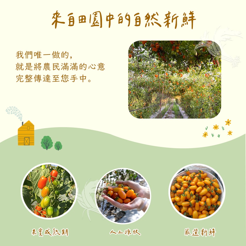 【禾鴻】橙蜜香小番茄禮盒5斤x1盒(不帶蒂頭出貨)