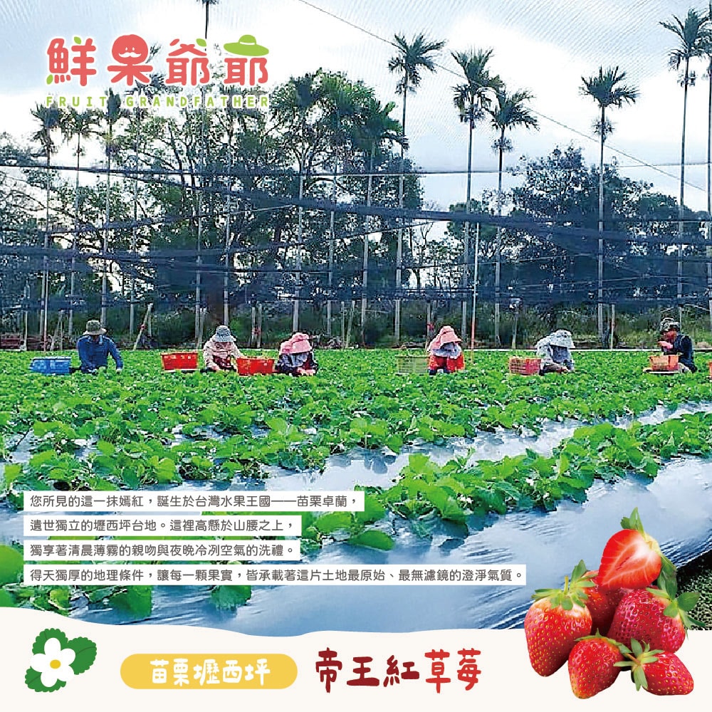 【禾鴻】【鮮果爺爺】苗栗壢西坪3號帝王紅草莓1斤禮盒x1盒(產銷履歷驗證)