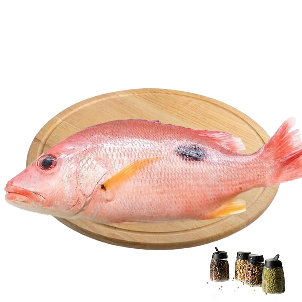 【海之醇】漁格網捕捉-野生黑點笛鯛魚3隻組(400g/隻)