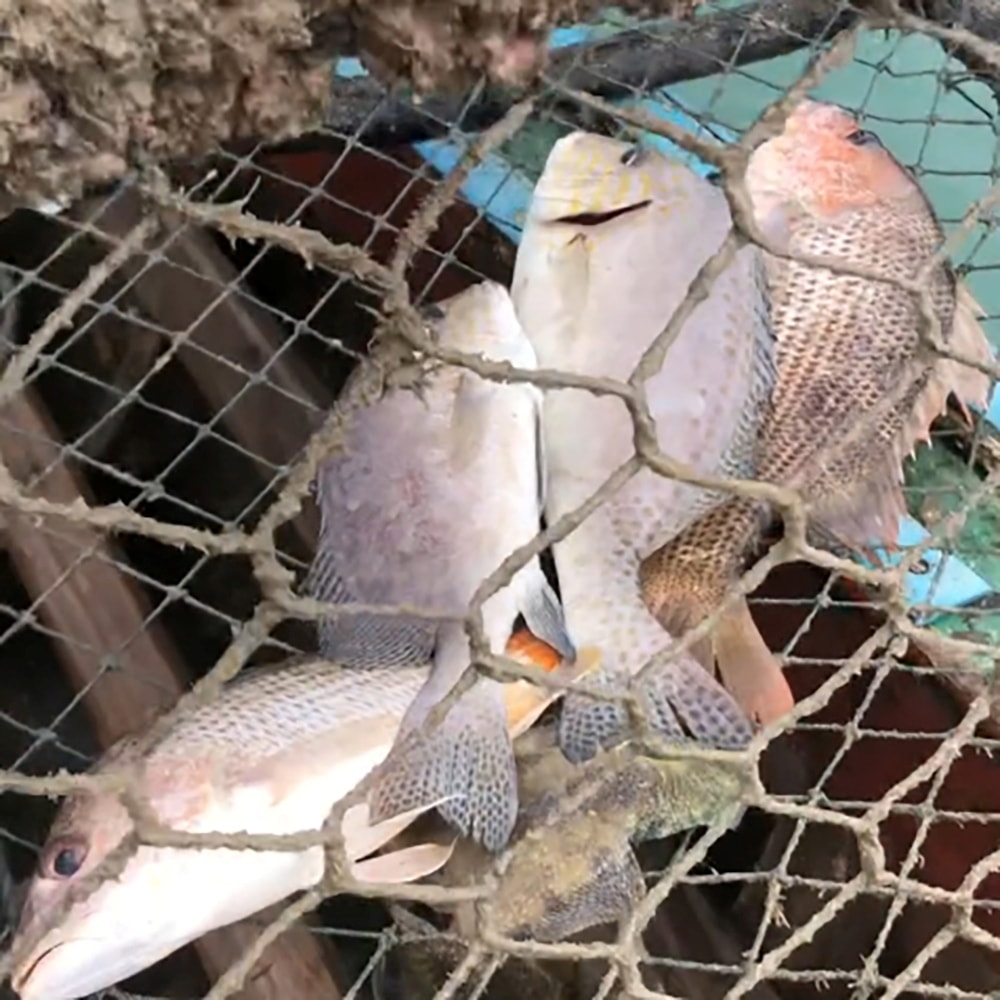 【海之醇】漁格網捕捉-野生黑點笛鯛魚3隻組(400g/隻)