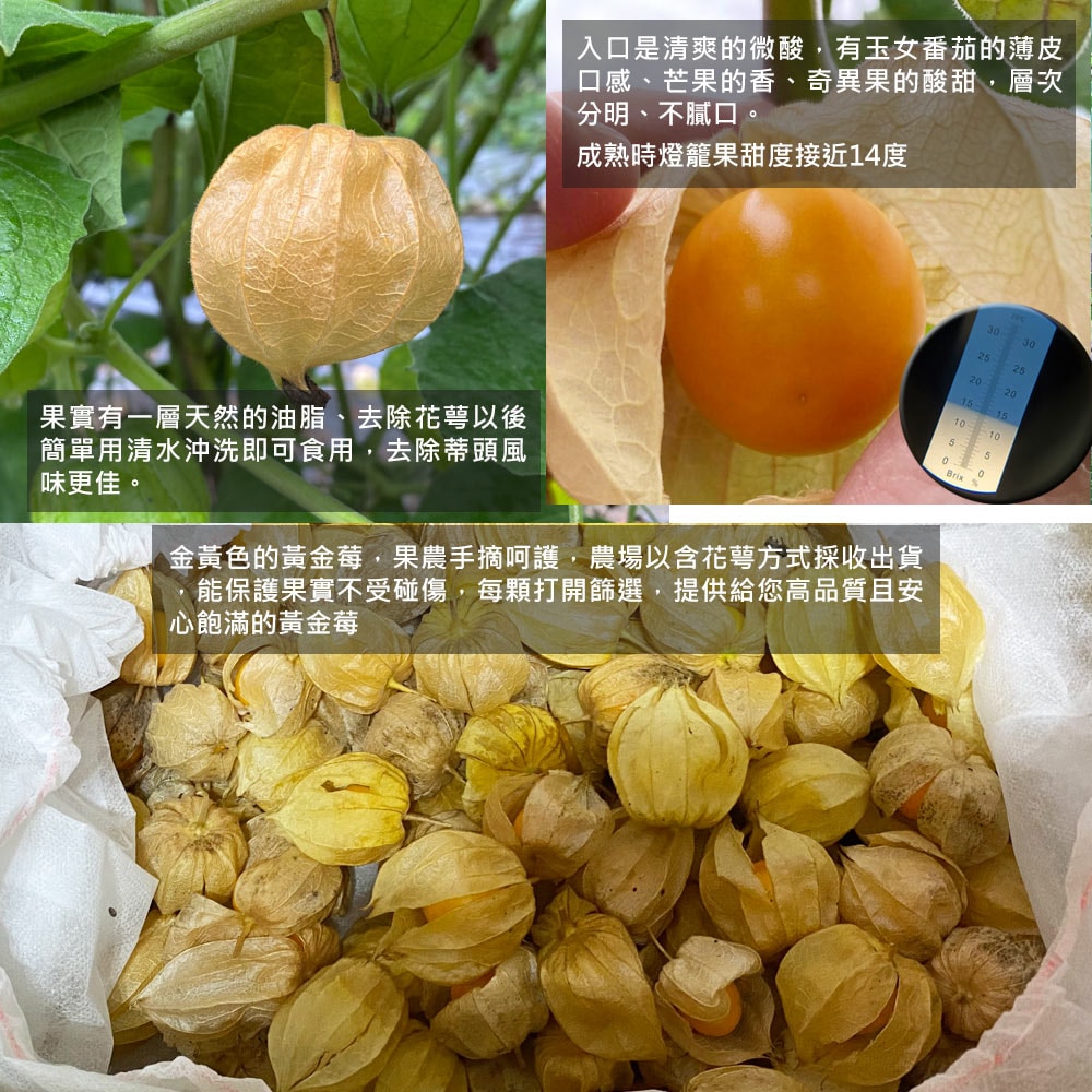 【荖家小農工作坊】預購 日本品種鮮採黃金莓2斤x1箱(不分果_散裝_彰化永靖產地直送_燈籠果_姑娘果)下訂後9個工作天內出貨