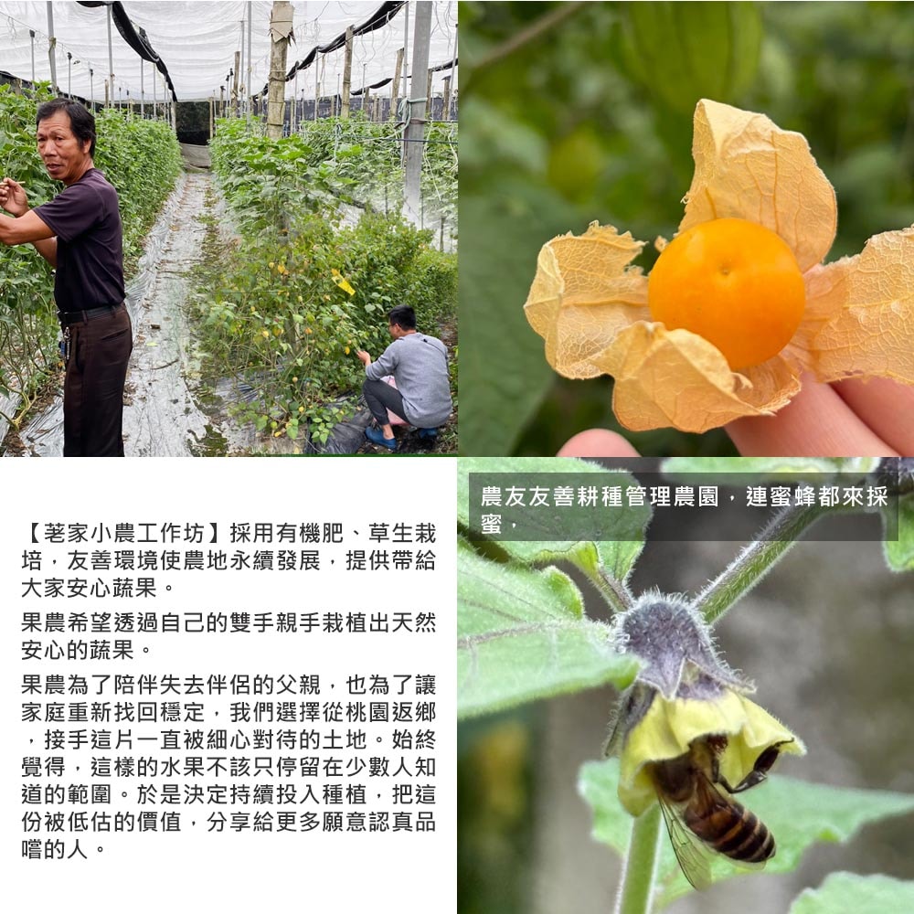 【荖家小農工作坊】預購 日本品種鮮採黃金莓2斤x1箱(不分果_散裝_彰化永靖產地直送_燈籠果_姑娘果)下訂後9個工作天內出貨