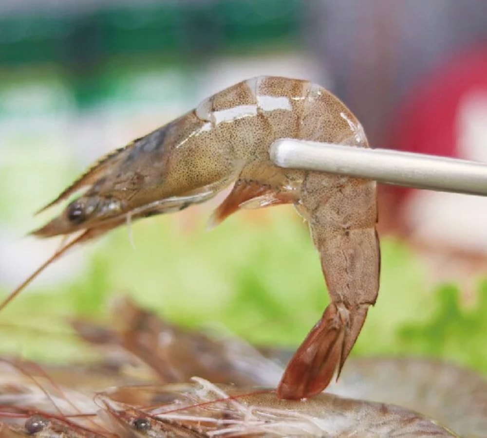 【有心肉舖子】好水蝦-白蝦(300g)×5包組(約18-20隻/包，共約90-100隻)｜無毒急凍鮮甜｜真正鮮甜彈牙的生態好水蝦｜冰箱必備安心海鮮｜小家庭晚餐首選｜300g真空小包裝｜給孩子吃最好的