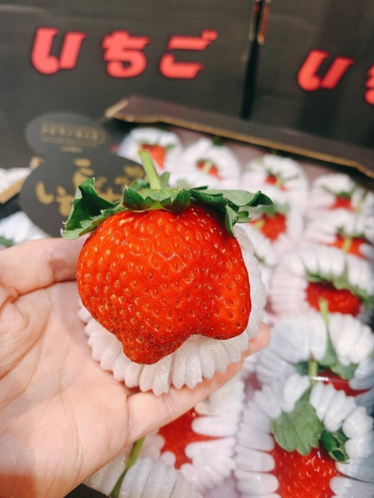 【帕查嬤嬤】✨✨草莓中的夢幻逸品✨✨  🇯🇵頂級黑盒熊本菊池糖蜜草莓🍓｜日本草莓禮盒